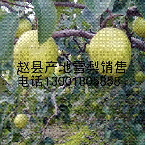 供应赵县雪梨60#